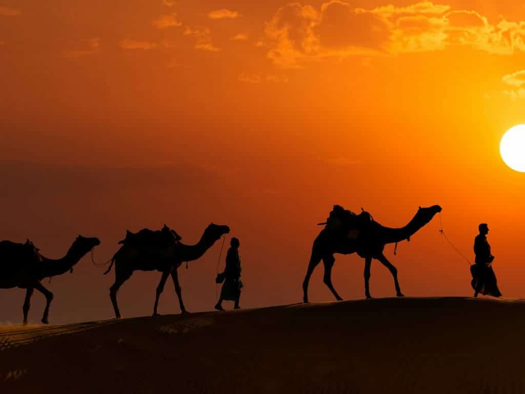 Camel Caravan, Wahiba Sands, Oman