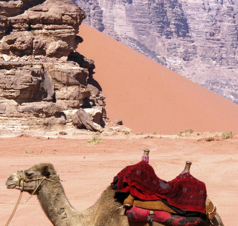Camel in Wadi Rum, Jordan
