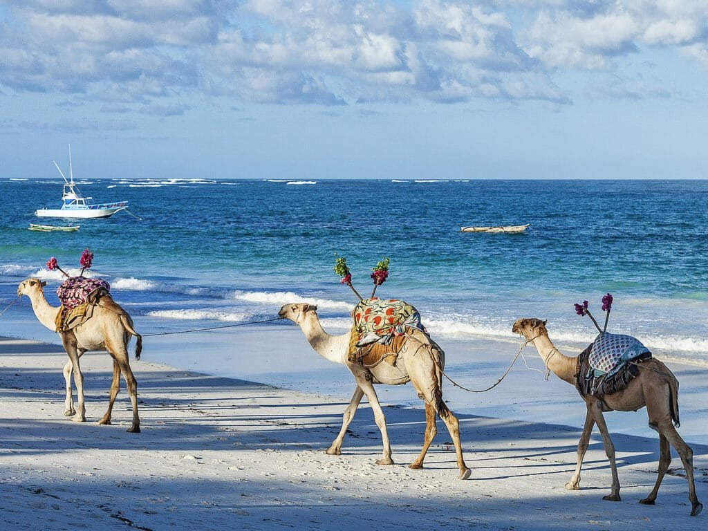 Camels on Diani beach, Kenyan Coast, Kenya