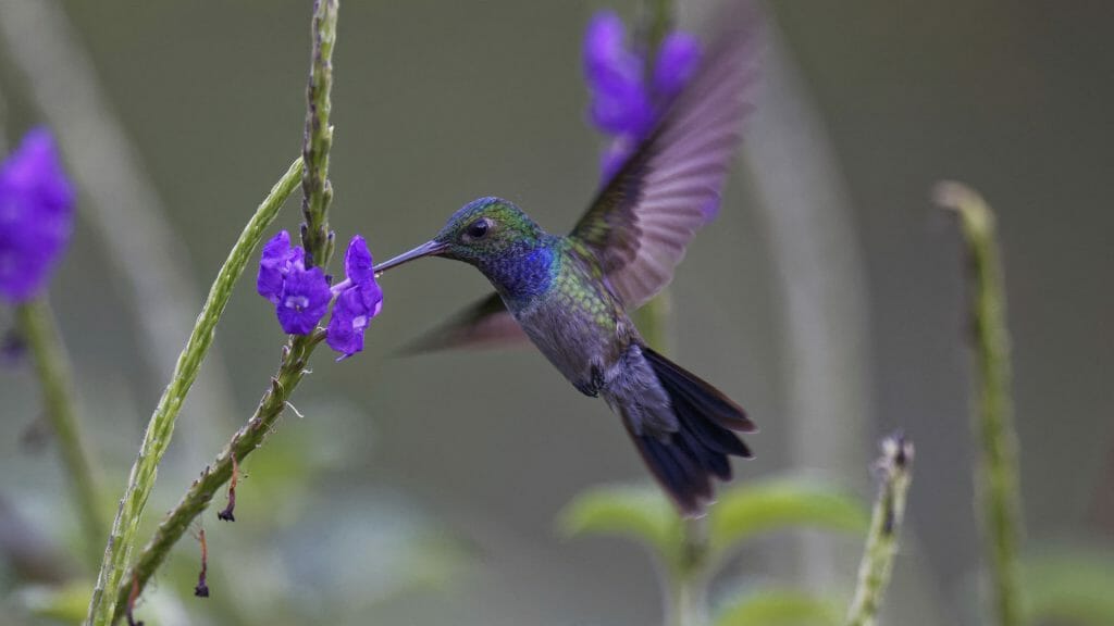 Canopy Camp, Humming Bird, Dari�National Park, Panama