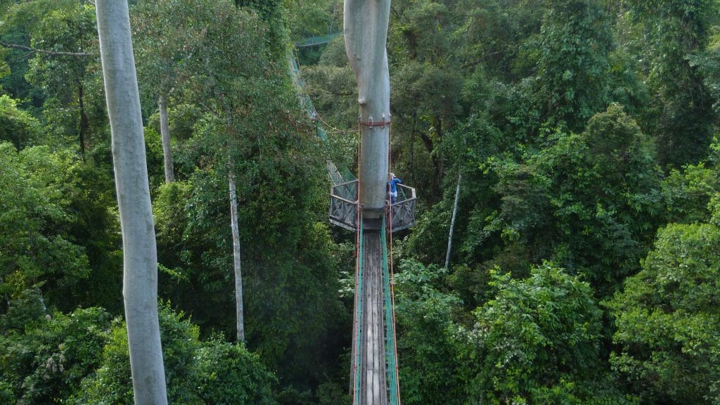 Canopy Walkway, Danum Valley, Malaysia