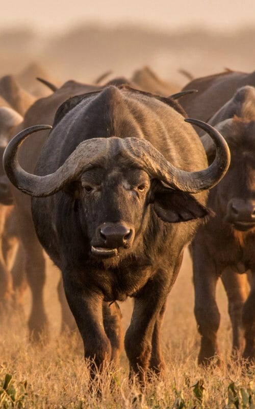 Cape buffalo, Kruger National Park, South Africa