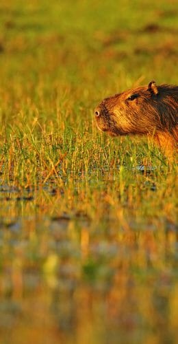 Capybara, Ibera Wetlands, Argentina
