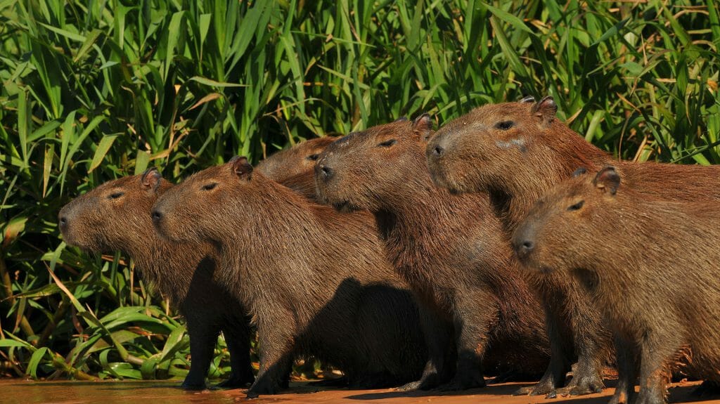 Capybara, Pantanal, Brazil