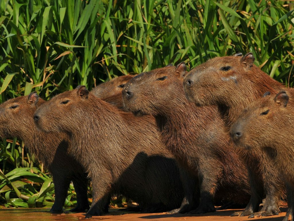 Capybara, Pantanal, Brazil