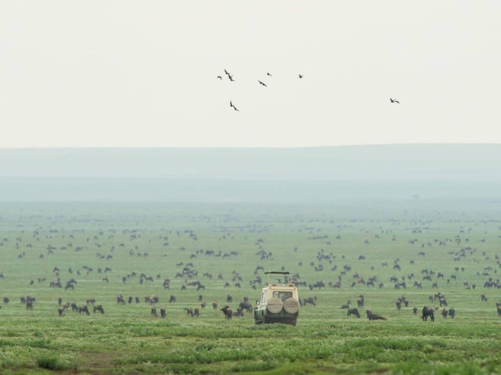 Car and migration in Tanzania
