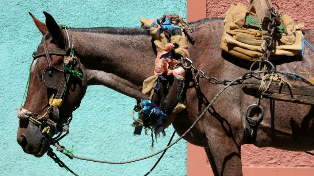 Cart Horse in Grenada