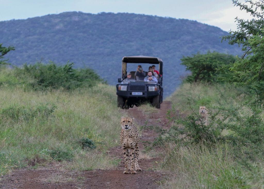Cheetah in front of vehicle, KwaZulu Natal, South Africa