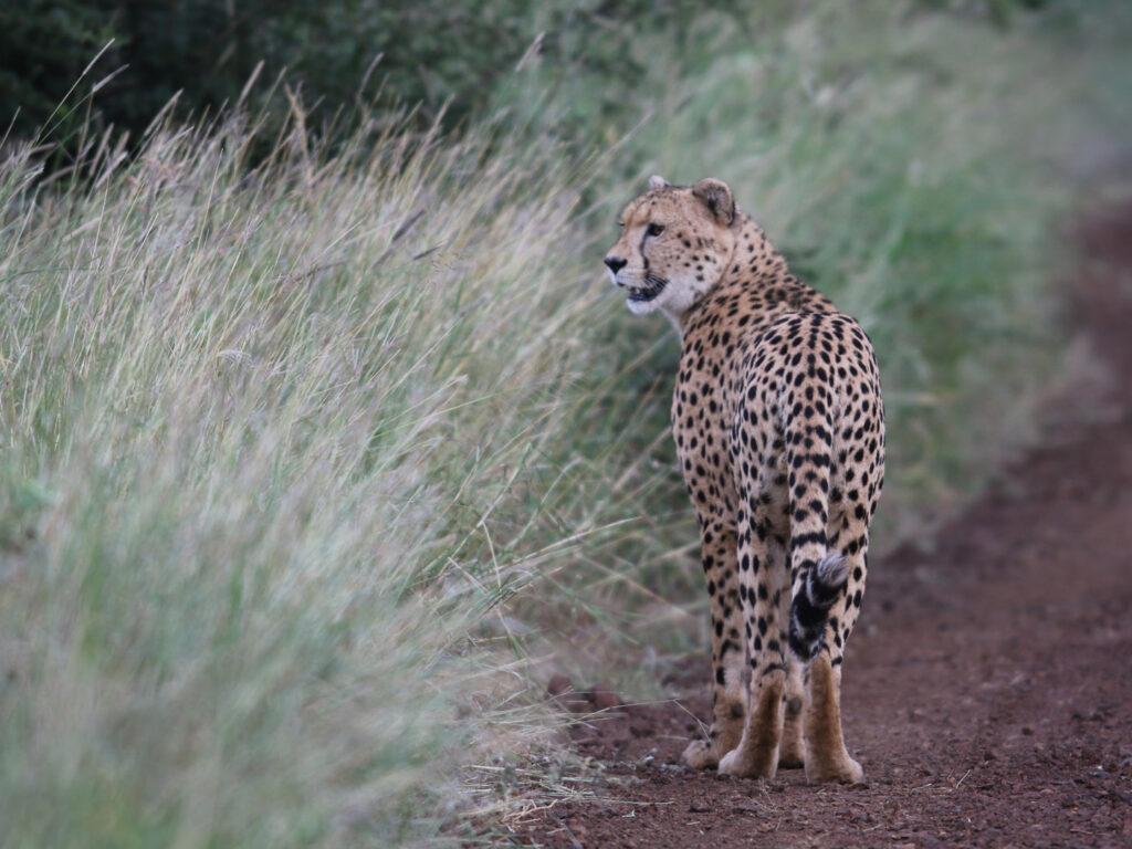 Cheetah, KwaZulu Natal, South Africa