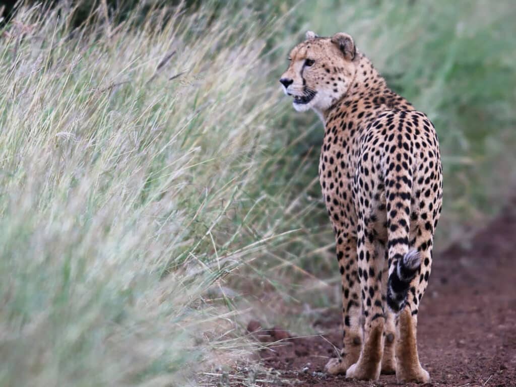 Cheetah, KwaZulu Natal, South Africa