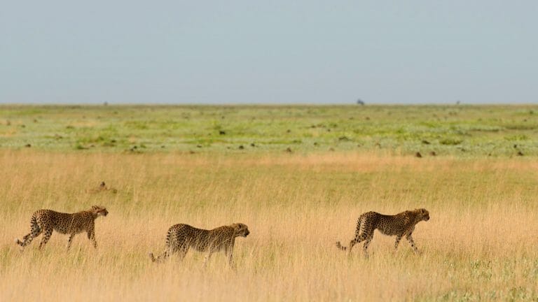Cheetahs walking across Liuwa Plains, Zambia