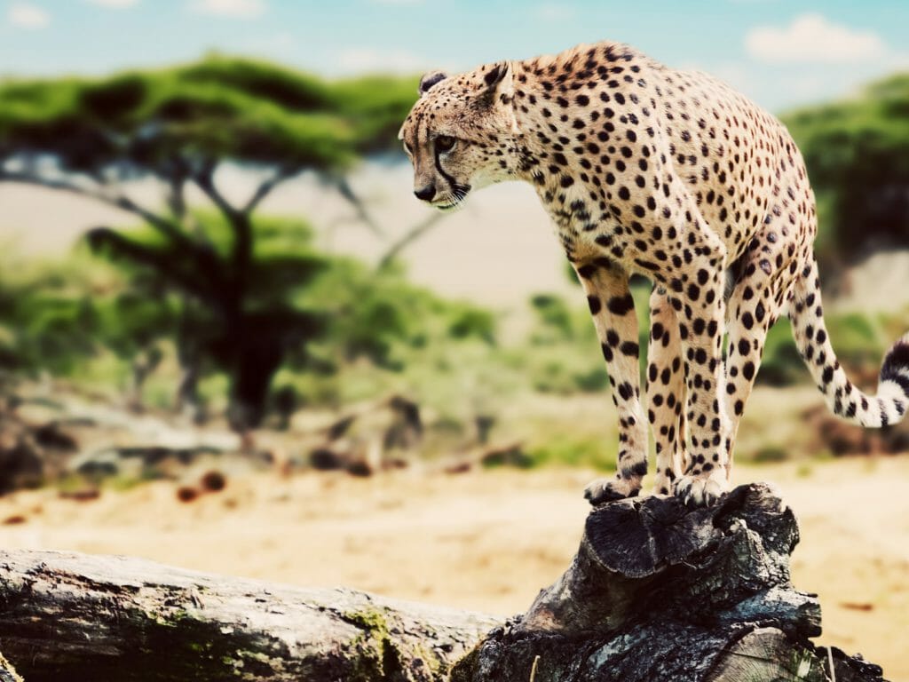 Cheetah, Serengeti, Tanzania