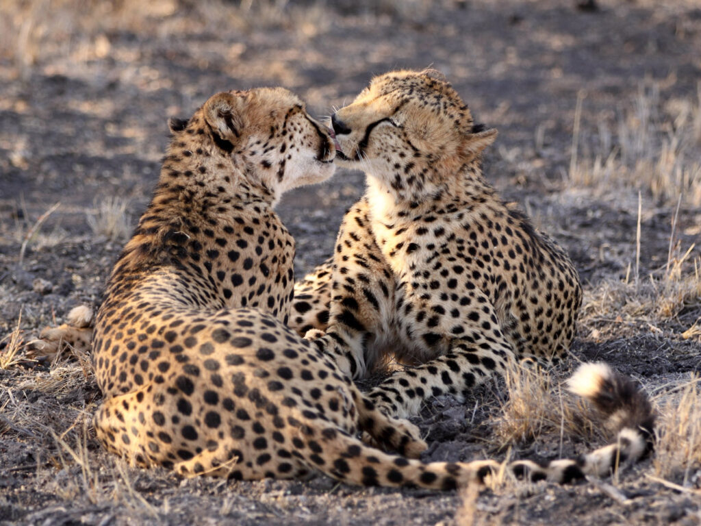 Cheetahs kissing, Madikwe Game Reserve, South Africa