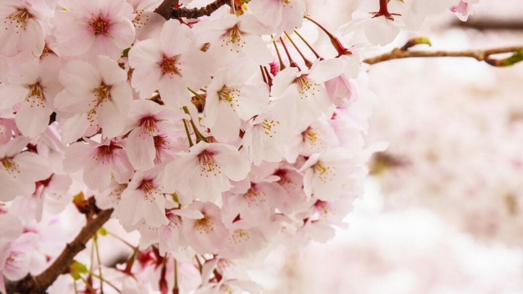 Cherry Blossom, Japan