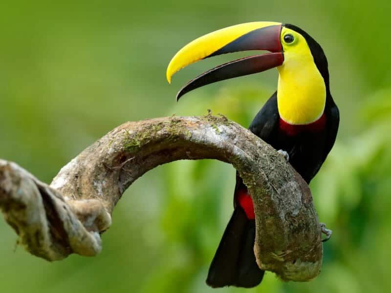 Chestnut Mandibled Toucan, Nicaragua