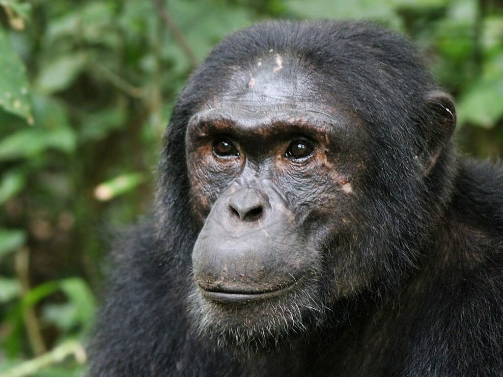 Chimp, Kibale, Uganda