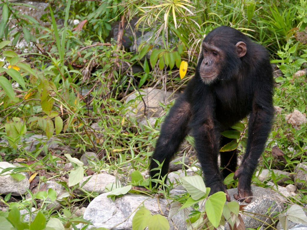 chimp, Mahale, Tanzania