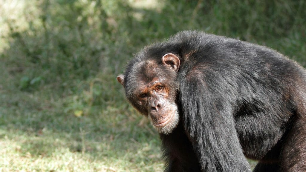 Chimp, Ol Pejeta, Laikipia, Kenya