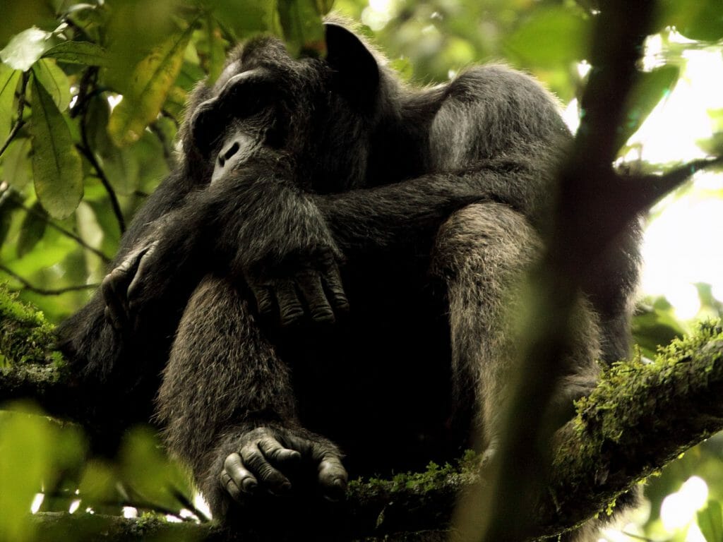 Chimpanzee In Tree, Kyambura Gorge, Uganda
