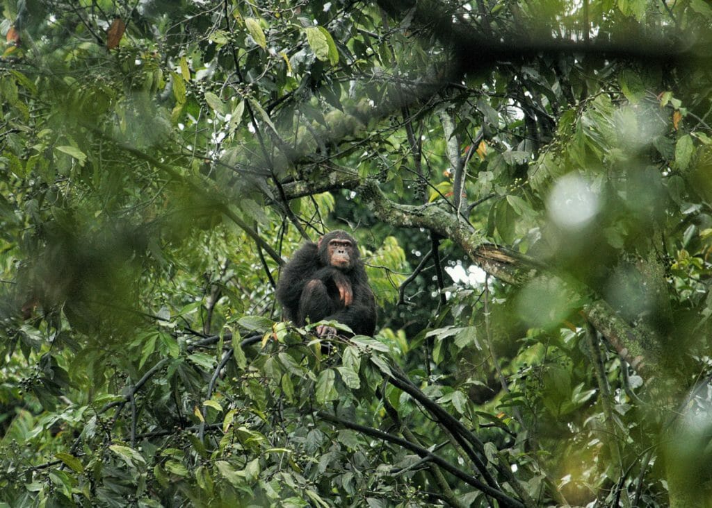 Chimpanzee in tree, Nyungwe Forest, Rwanda
