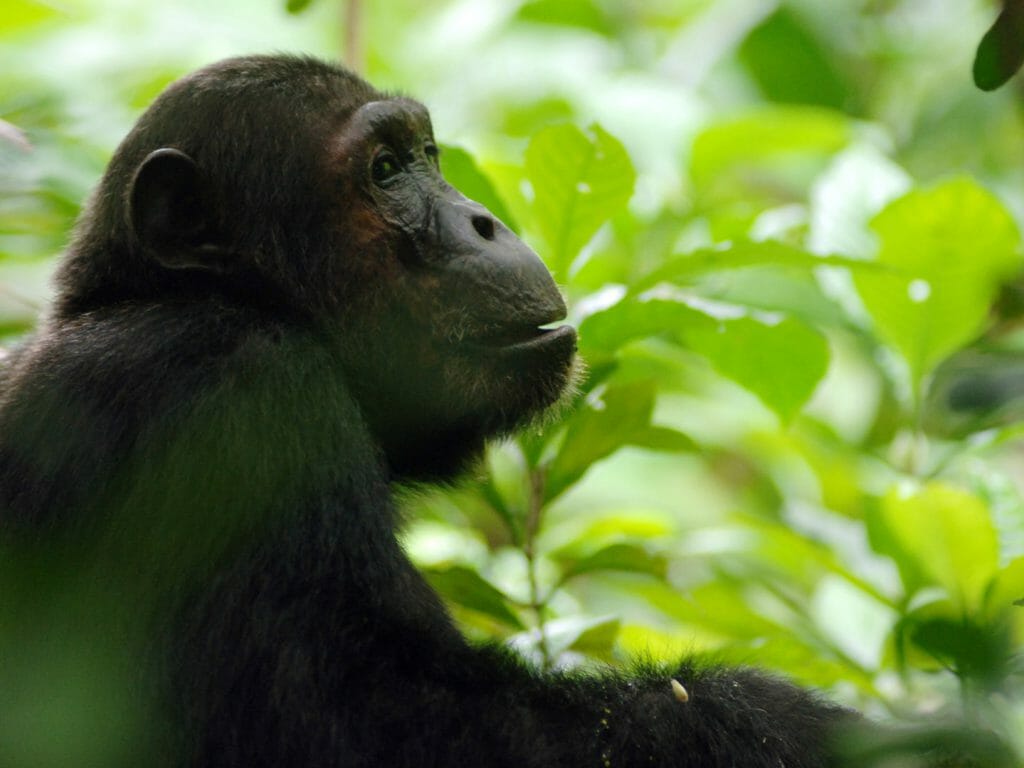 Chimpanzee, Mahale National Park, Tanzania