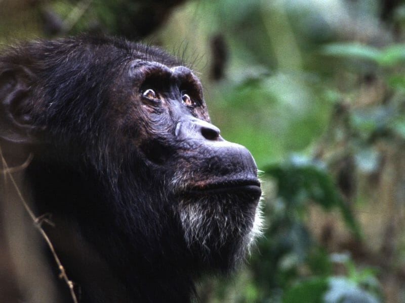 Chimpanzee Portrait, Kibale Forest, Uganda