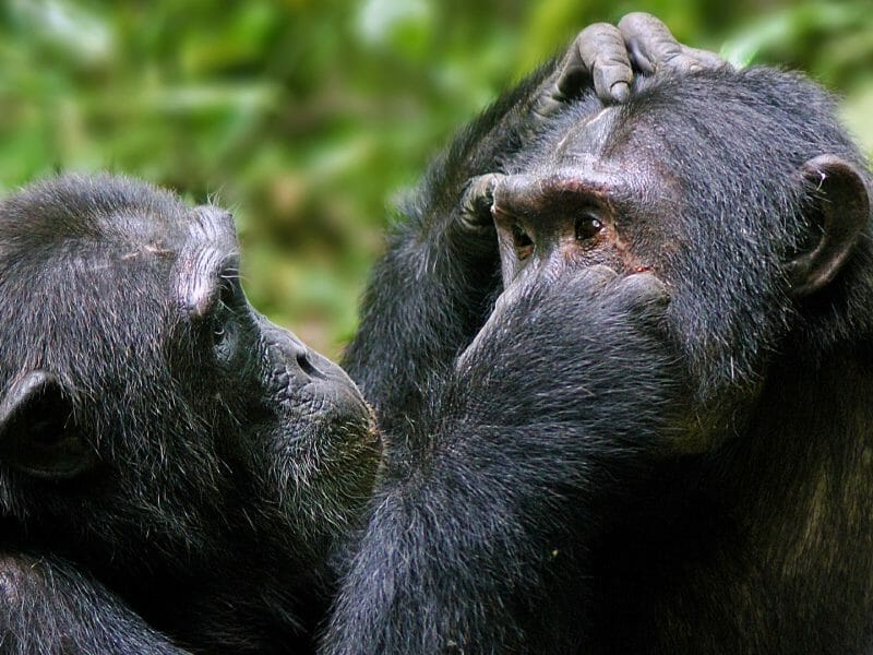 Chimps grooming, Kibale, Uganda