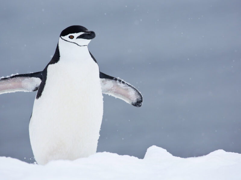 Chinstrap Penguin on Ice, Antarctica