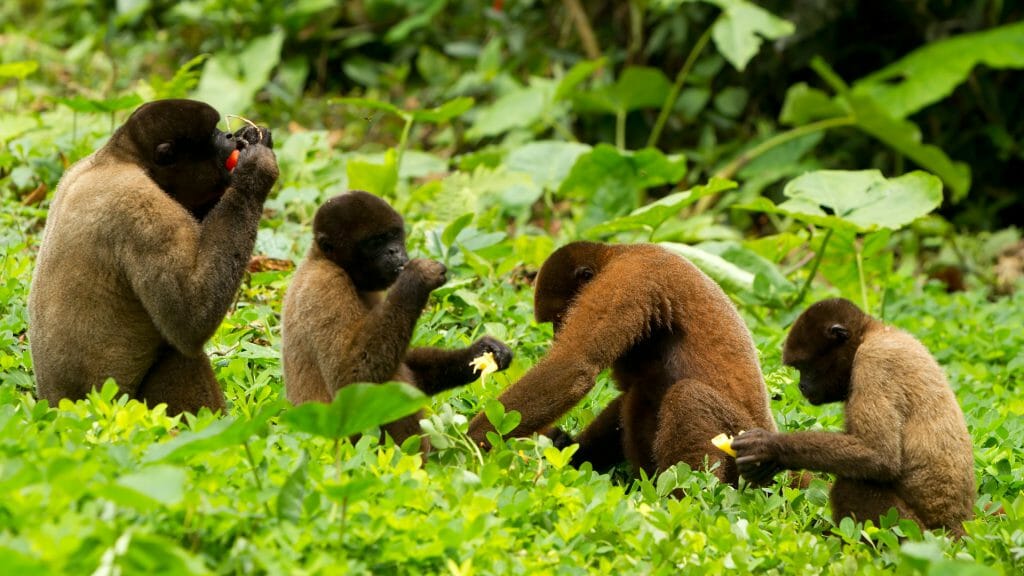 Chorongo Monkeys, Ecuador