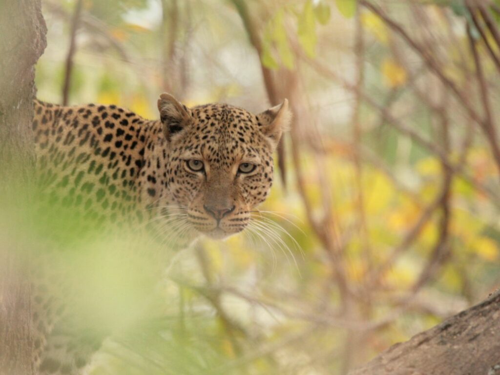 Leopard, Zambia, Chris Johnston