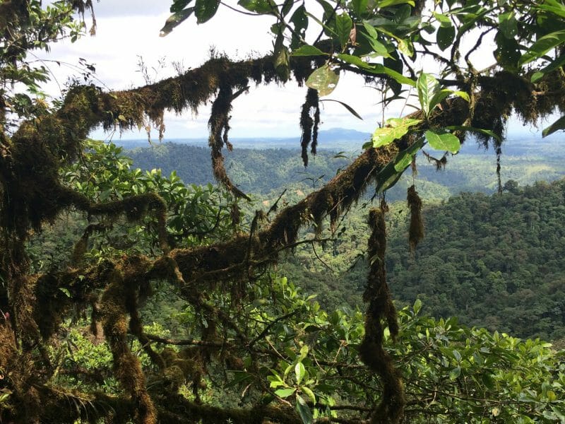 Cloud Forest, Ecuador