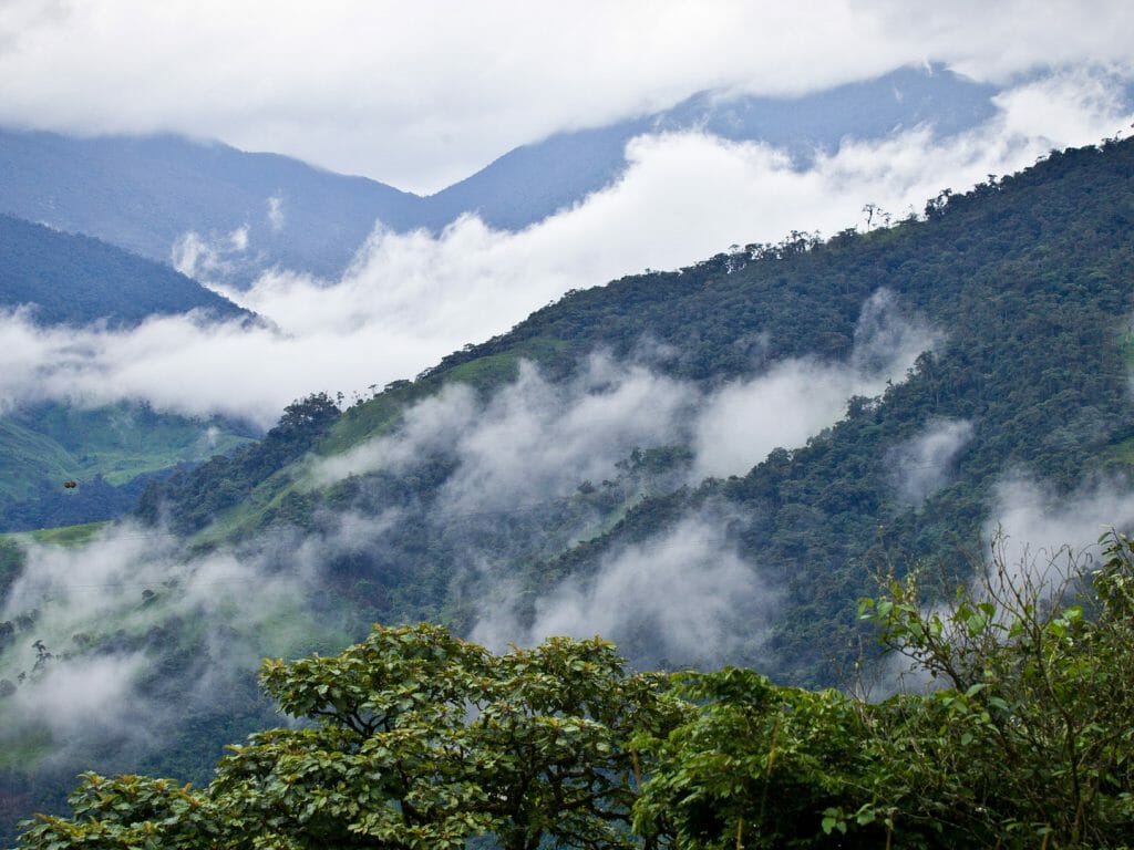 Cloud Forest, Ecuador