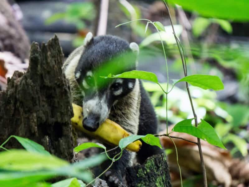 Coatimundi, Corcovado National Park, Costa Rica