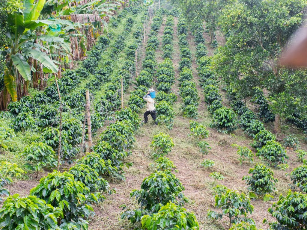 Coffee Plantation, Colombia