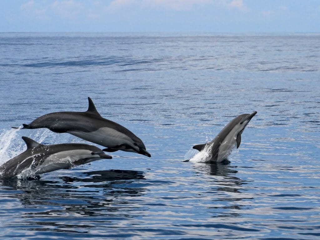 Common dolphins jumping, Costa Rica
