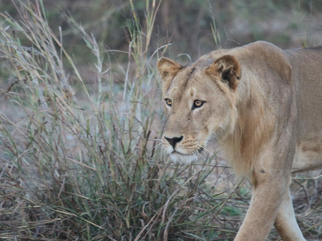 Young male lion in Pendjari National Park, Benin