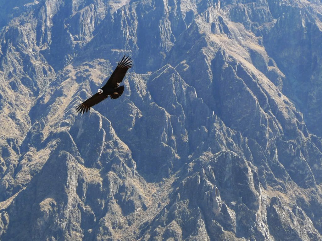 Condor, Colca Canyon, Peru