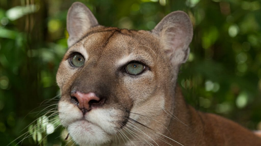 Cougar, Belize