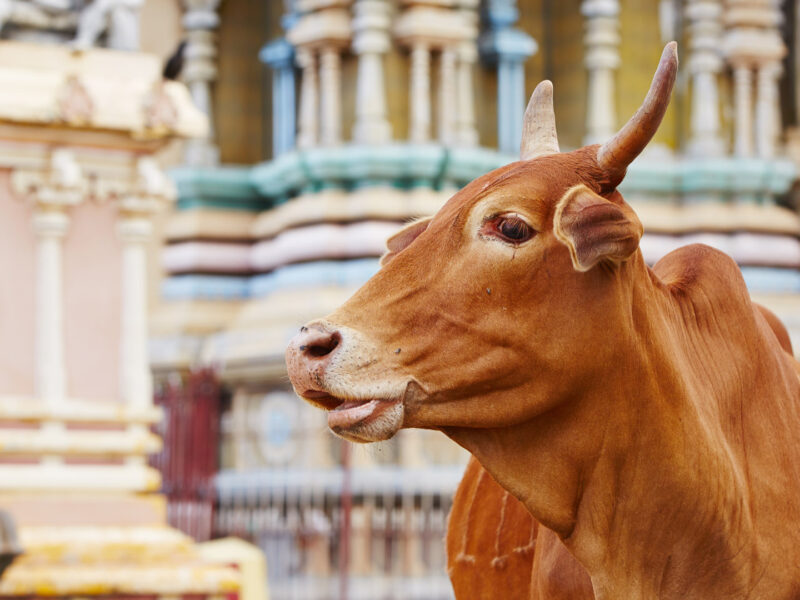 Cow and Temple, Trincomalee, Sri Lanka