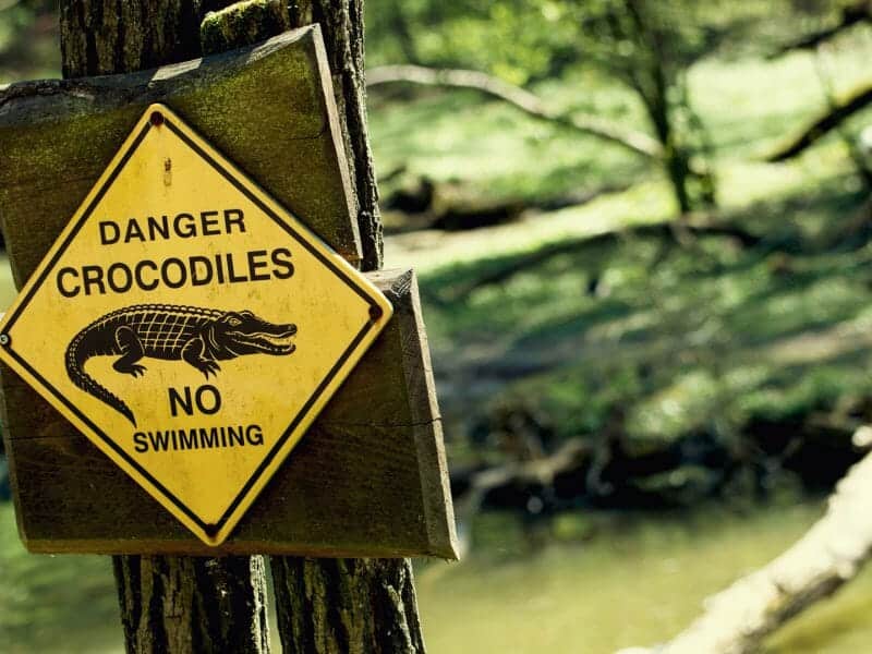 Crocodile, Australia