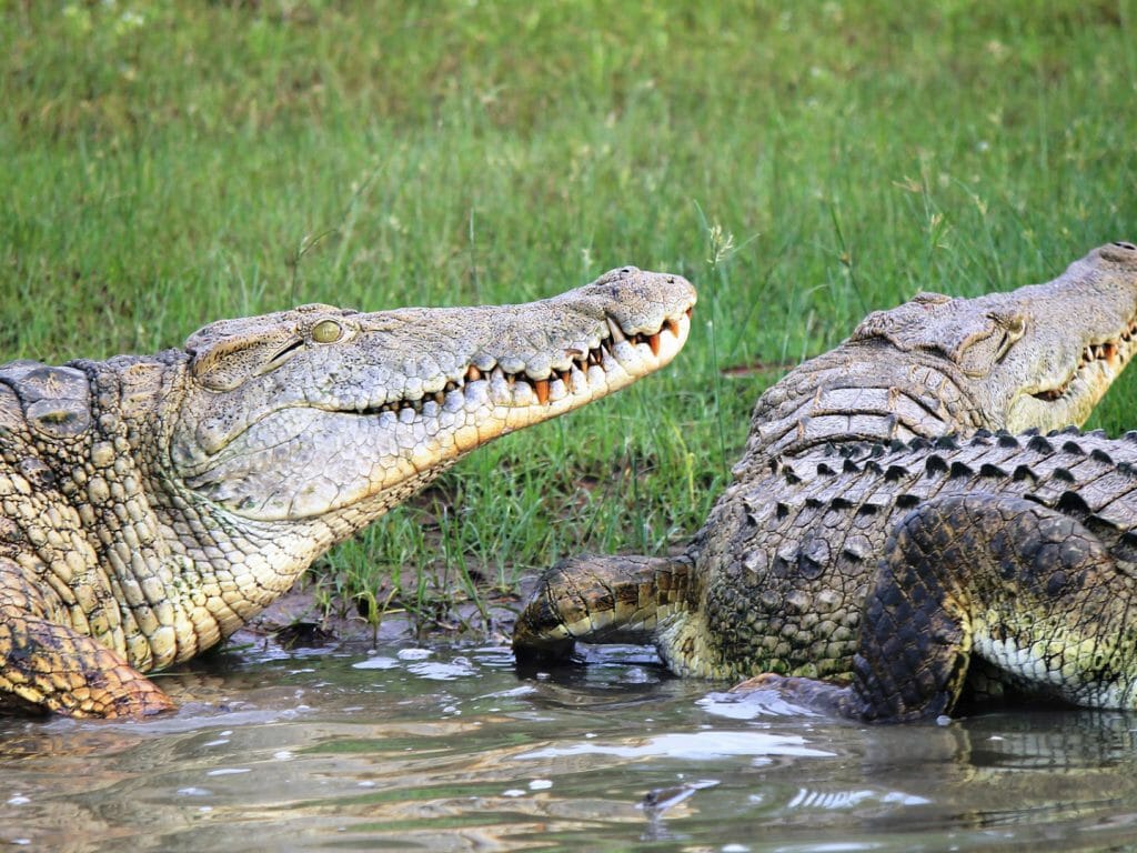 Crocodiles, Selous Game Reserve, Tanzania