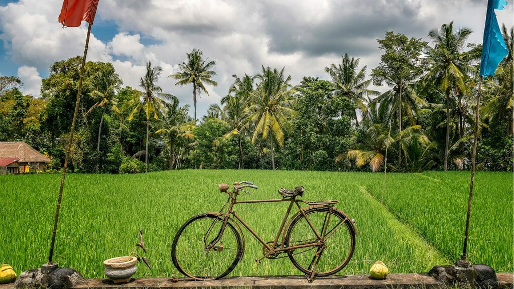 View of a bicycle stood next to a rice paddy field with palm trees in the background.