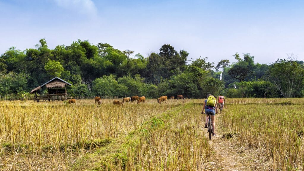 Tourists cycling through rural crops past cows and local houses.