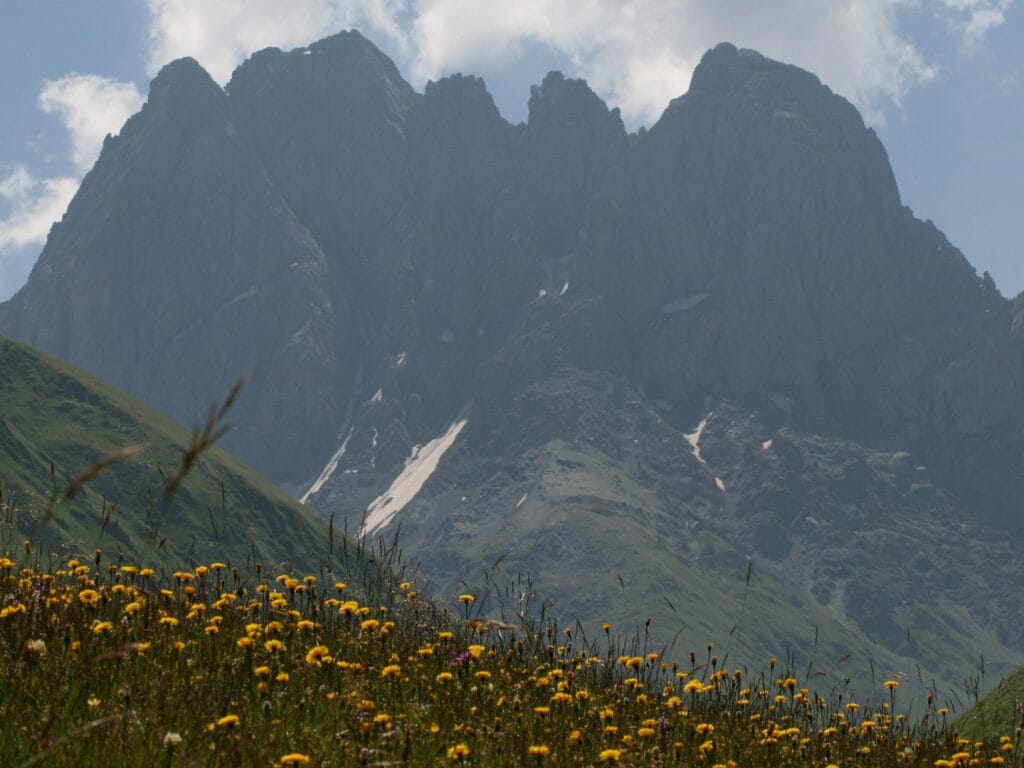 Daisies of Chaukhi, Chaukhi Mountains, Kazbegi, Georgian Military Highway, Georgia