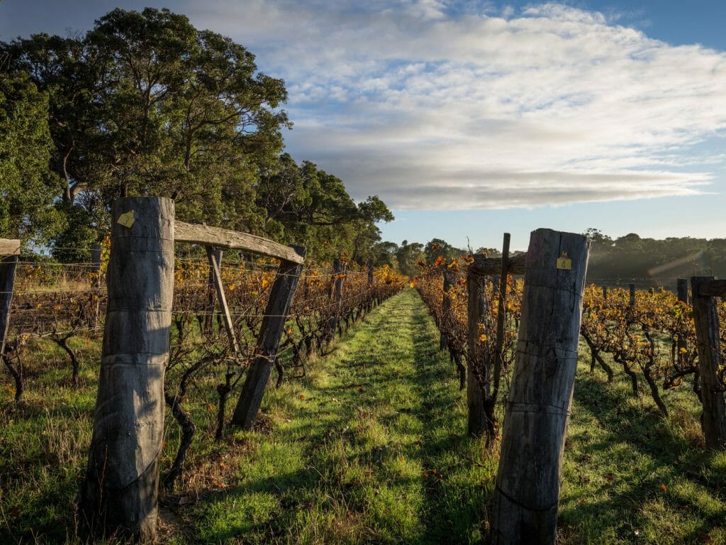 Dawn at the vineyards, Margaret River, Western Australia, Australia