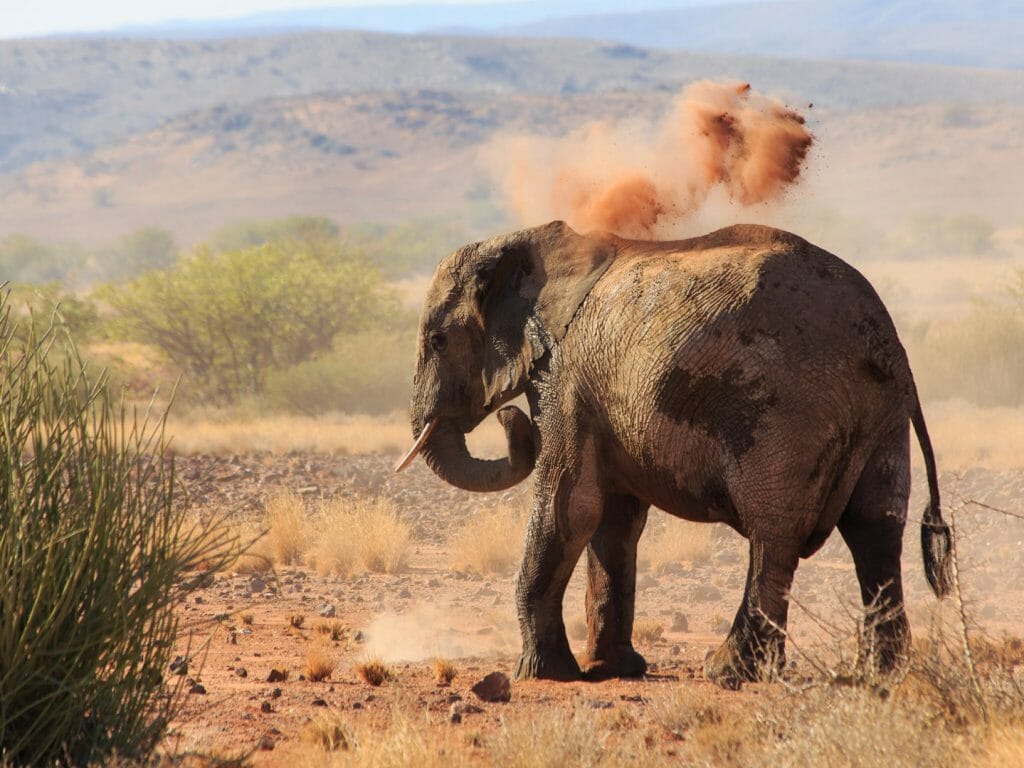 Desert adapted elephant, Damaraland, Namibia