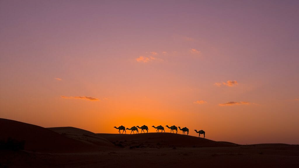 Desert Caravan, Wahiba Sands, Oman