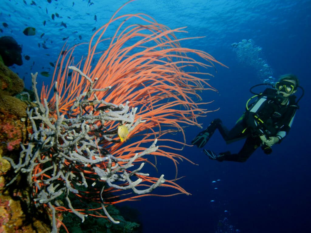 Diver and coral Indonesia, Doug Allan
