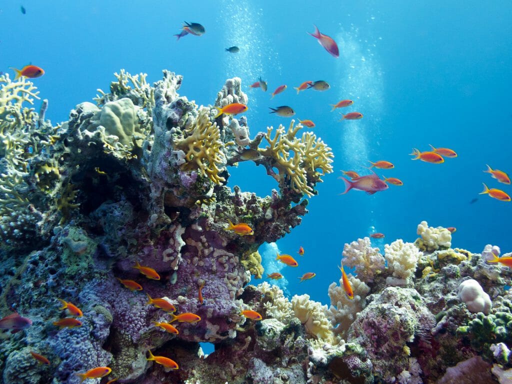 Clear Waters, Caribbean Sea