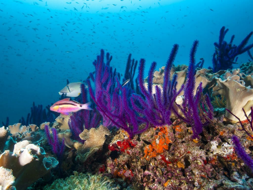 Diving, Oman